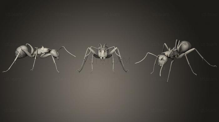 3D model Insect beetles 1411 (STL)